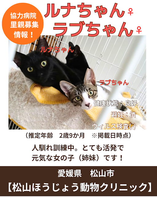 ラブ（写真：右）の写真