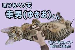 幸男（ゆきお）