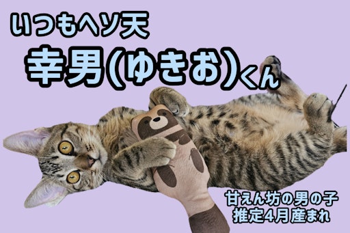 幸男（ゆきお）の写真