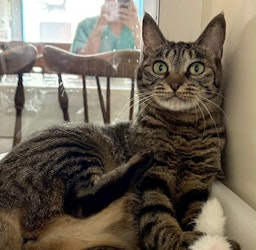 八重（やえ）ちゃん