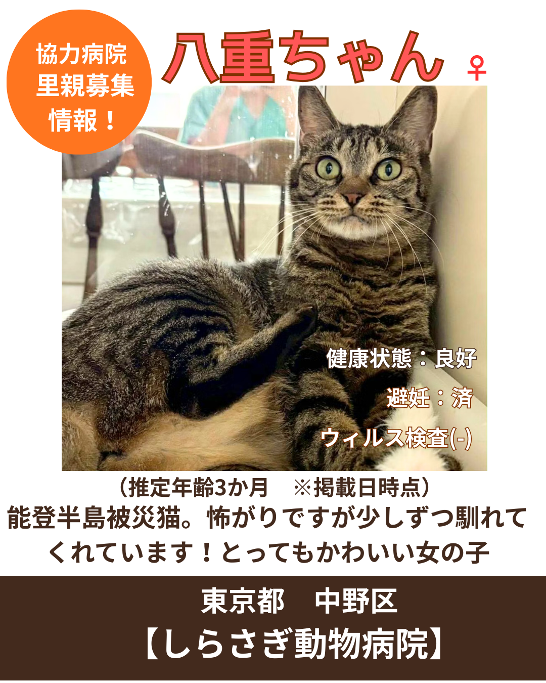 一般財団法人どうぶつ福祉 a-hands | 獣医師宮下めぐみ代表をはじめ