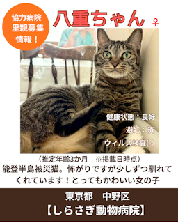 八重（やえ）ちゃん