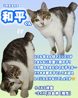 和平（わへい）