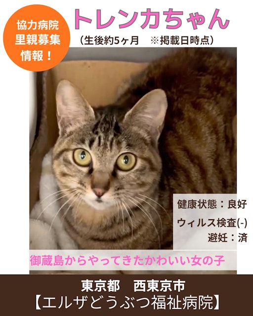 トレンカの写真