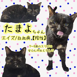 たまよ