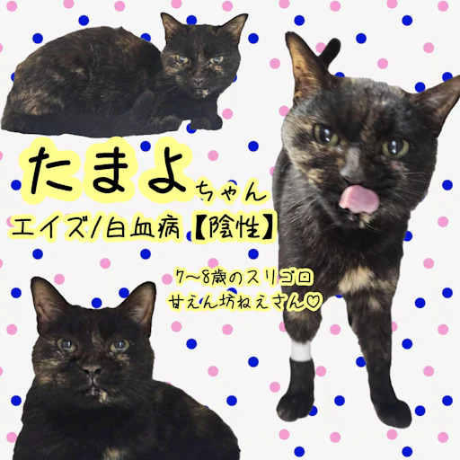 たまよの写真