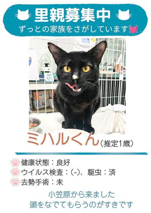 ミハルの写真