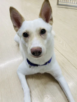 キャロ