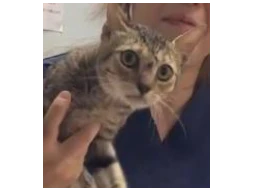ツナ