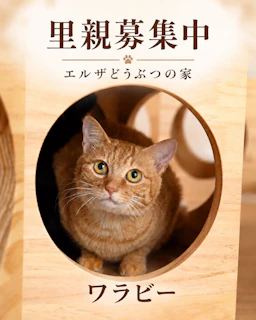 ワラビー