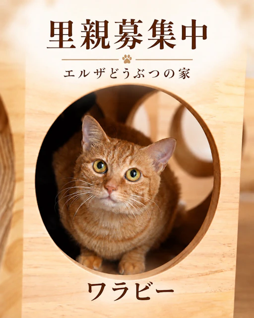 ワラビーの写真