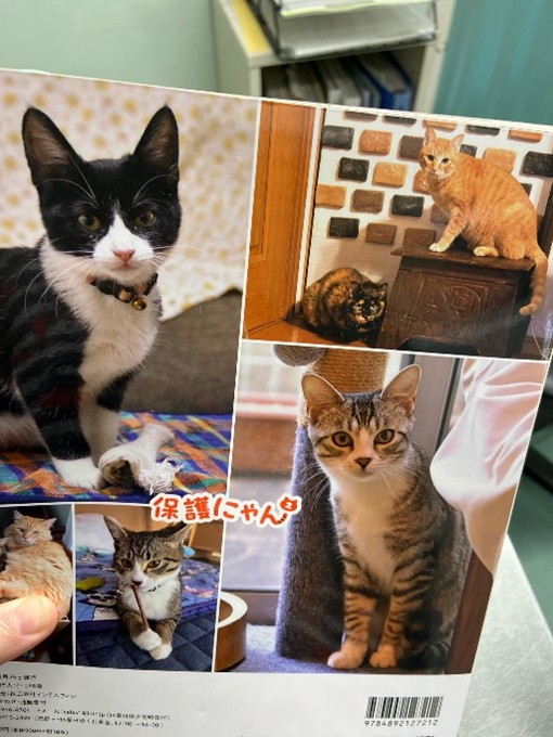 雑誌「保護にゃん」の紹介です！かわいい猫ちゃん満載の雑誌です！ぜひ